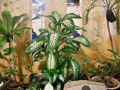 -地理学家咖啡馆