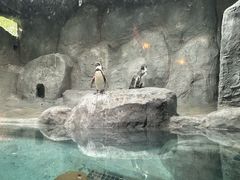 -合肥野生动物园