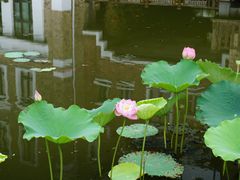-成都南湖公园