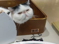 -藏猫猫咖啡主题馆(中央大道店)