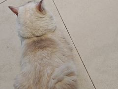 -怪兽屋·羊驼·猫咖·狗咖(俊华广场店)