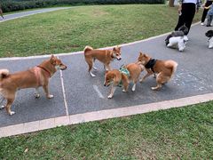 -景田北六街公园宠物主题园