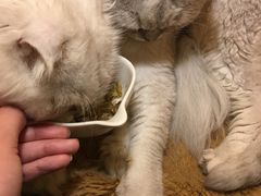 -猫猫幼稚园·撸猫·桌游·电玩