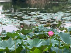 -新江湾城公园