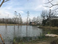 -上海长兴岛郊野公园