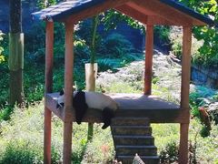 -中国大熊猫保护研究中心雅安碧峰峡基地