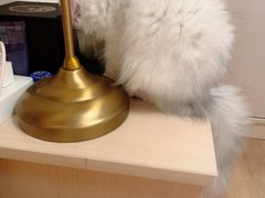 -猫大福·Fortune Cat猫舍(百子湾店)