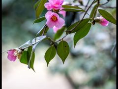 -杭州植物园