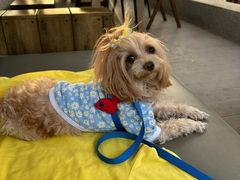 -西安京西宠物医院·瘫痪·疑难杂症