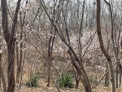 -塘沽森林公园