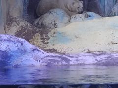 -海合安青岛极地海洋公园