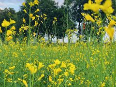 -光明小镇欢乐田园