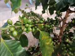 -Torch Coffee 炬点咖啡