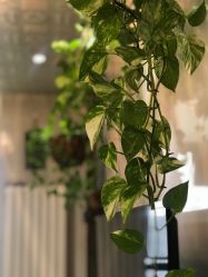 -崇尚GAVIN STYLE臻选