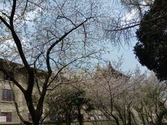 -武汉大学-樱园