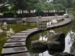 -神仙树公园
