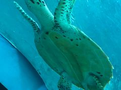 -苏州海洋馆