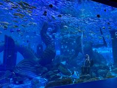 -哈尔滨波塞冬海底世界