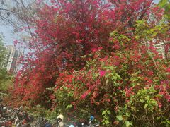 -广东花都湖国家湿地公园