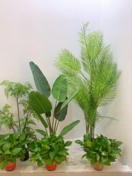 -VE专注问题肌·赛诺龙&科学美肤中心