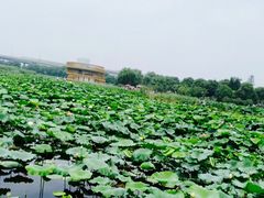 -荷塘月色湿地公园·向阳花洲