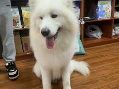 -瑞派动物医院·绝育·犬猫全科·预防医学(光景江南中店)