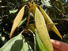 -上海佘山国家森林公园天马山园