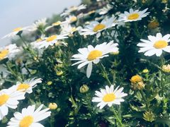 -荷兰花海