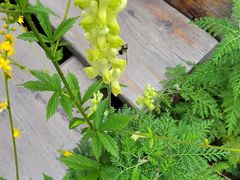 -白草畔自然风景区