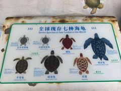 -广东惠东海龟国家级自然保护区