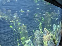 -上海海洋水族馆