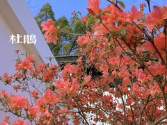 -苏州上方山国家森林公园