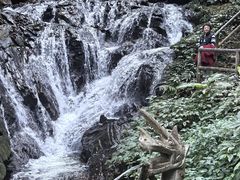 -莫里热带雨林景区