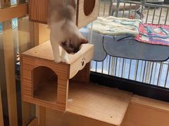 -千城康桥宠物医院·猫科·骨科·心脏