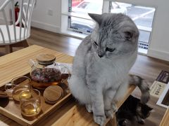 -李小姐の猫咖啡馆(五角场店)