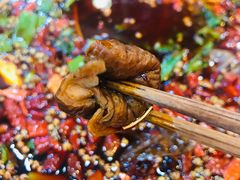 特色肥肠-烧哥美蛙肥肠鱼火锅·十五年社区店