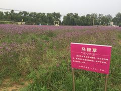 -北京东方普罗旺斯薰衣草庄园
