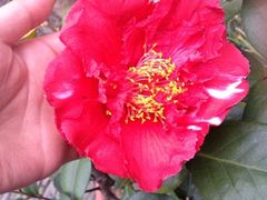 iphone_upload_pic-常熟方塔园