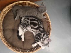 -猫友咖啡店(玉林西路店)