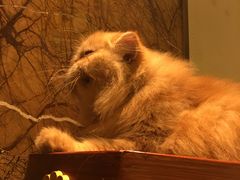 -more than meow吴止猫主题餐厅(承德 中船汇店)