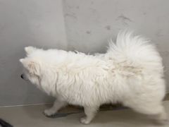 -共舞时光猫咖·狗咖(新街口店)