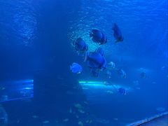 -太平洋海底世界