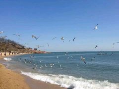 -星海湾跨海大桥