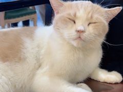 -猫小院猫主题餐厅(南锣旗舰店)