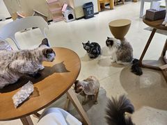 -藏猫猫咖啡主题馆(中央大道店)