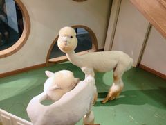 -藦茜花园宠物主题亲子互动体验馆(国顺东路店)