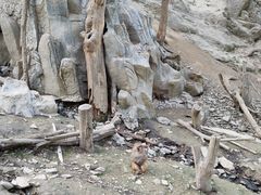 -栾川竹海野生动物园