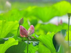 -荷塘月色湿地公园·向阳花洲