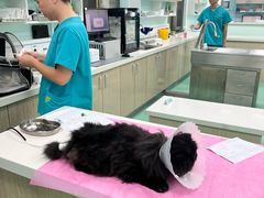 -北京观赏动物医院·24小时大型综合·猫专科·异宠专科