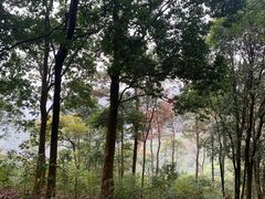 -黄埔油麻山森林公园